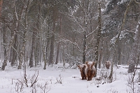 schotse hooglander (Bos taurus) 2-2021 4936